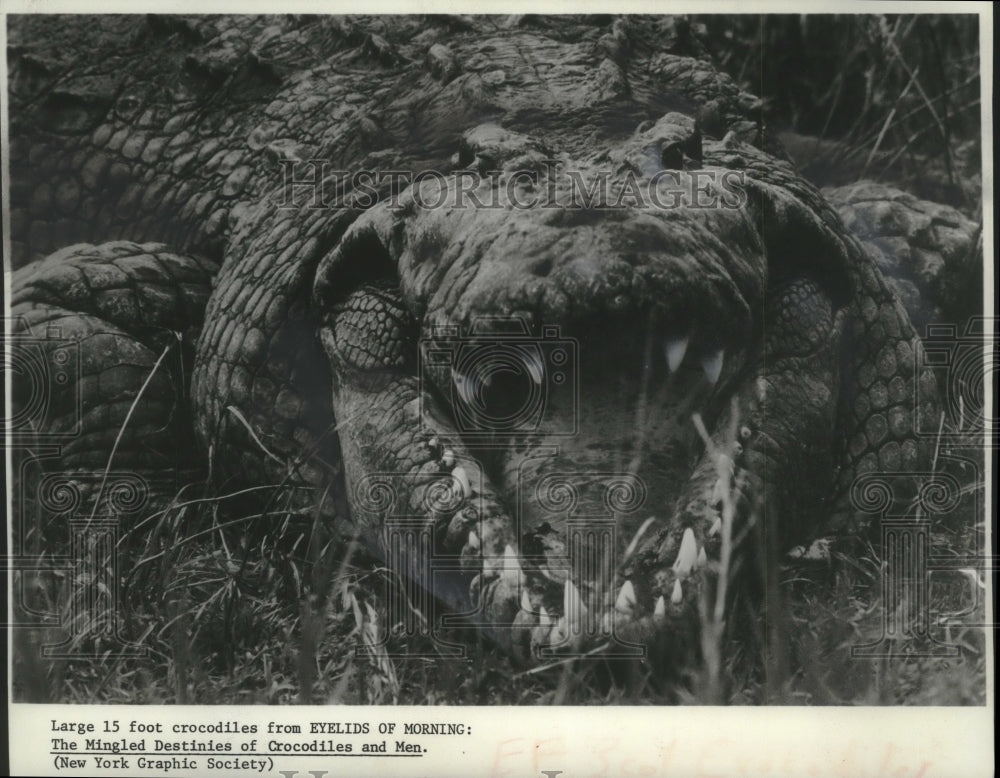 1974 Press Photo Large crocodile flexes jaw while showing off scaly eyelids- Historic Images