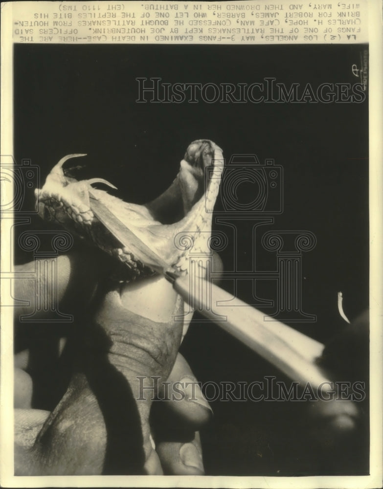 1936 Press Photo Rattlesnake Fangs examined, Los Angeles, California