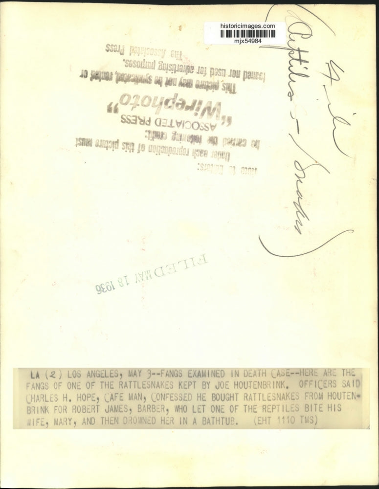 1936 Press Photo Rattlesnake Fangs examined, Los Angeles, California