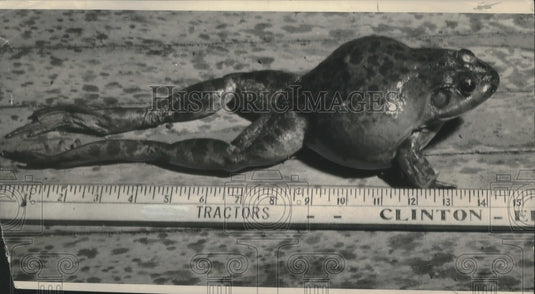 1959 Press Photo Frog taken from Spring Lake, Waukesha County - mjx54991- Historic Images