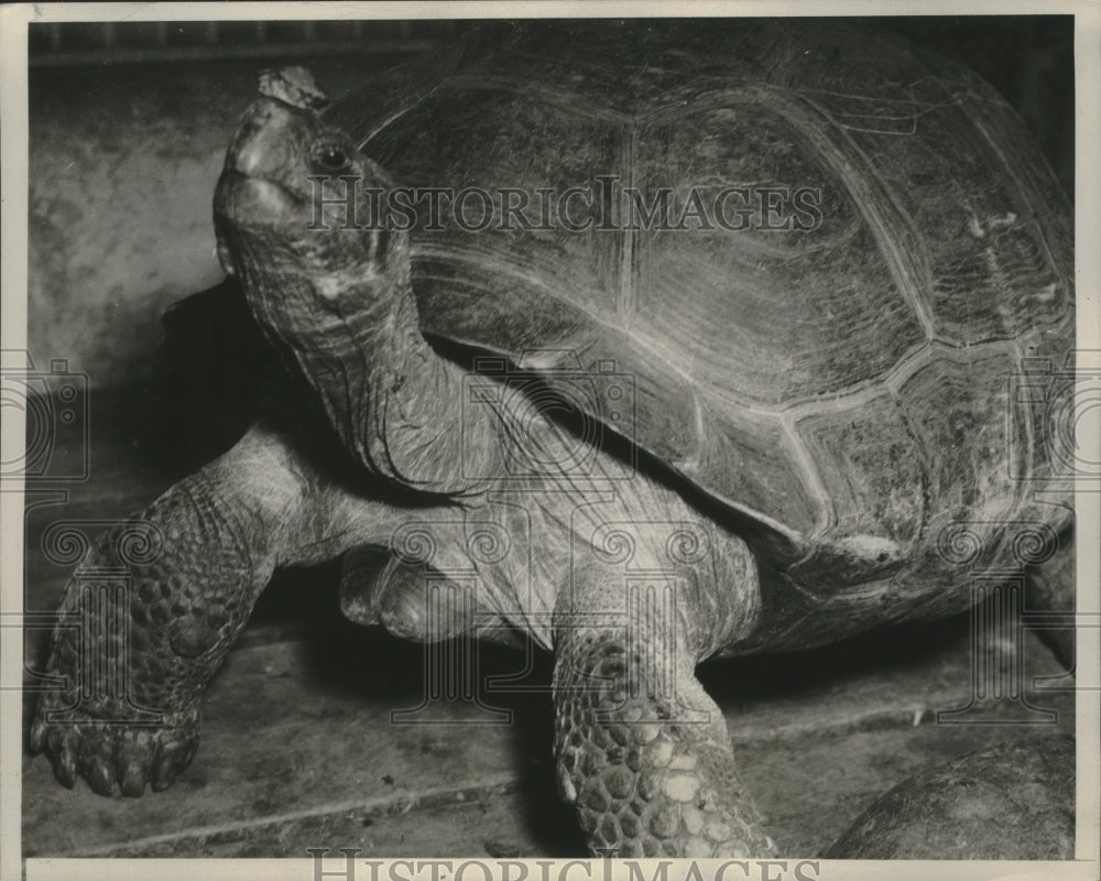 1938 Press Photo 200 lb turtle balances 2 oz turtle on his nose in Philadelphia.- Historic Images