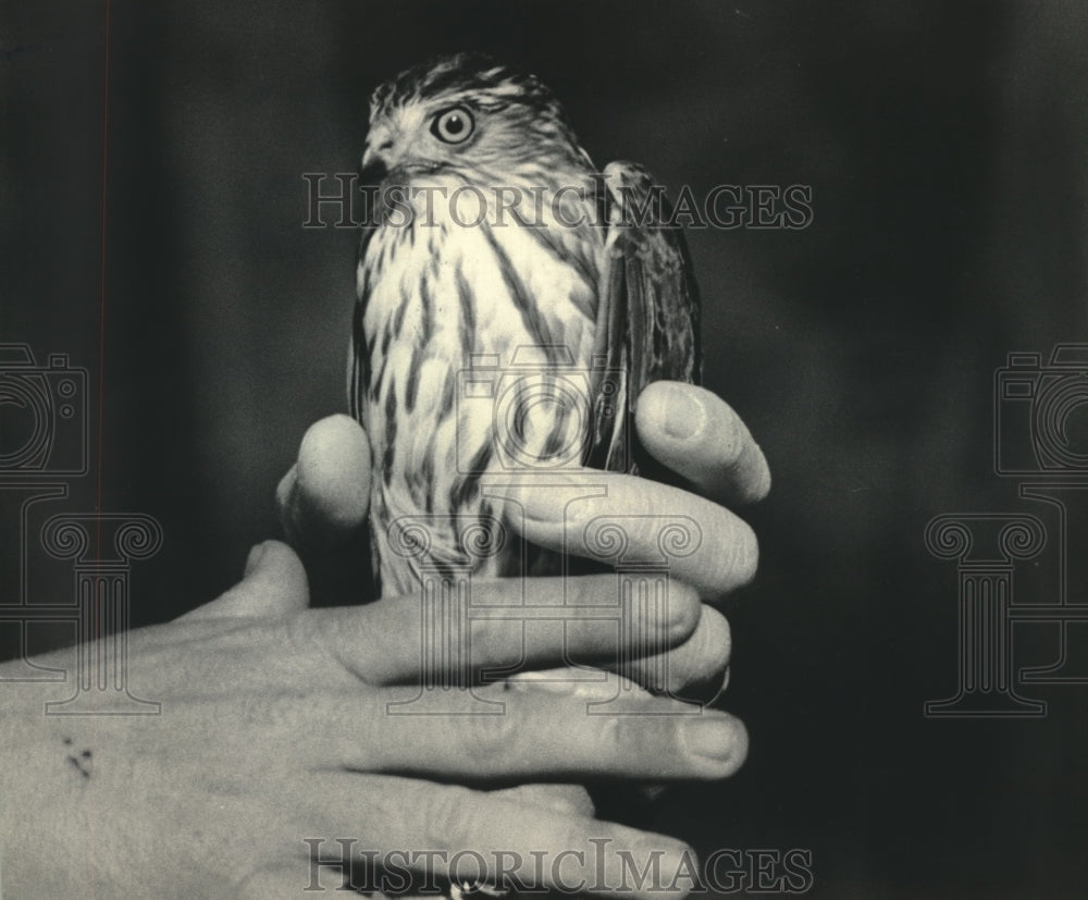 1984 Press Photo Hawk displayed by park naturalist - mjx55475- Historic Images