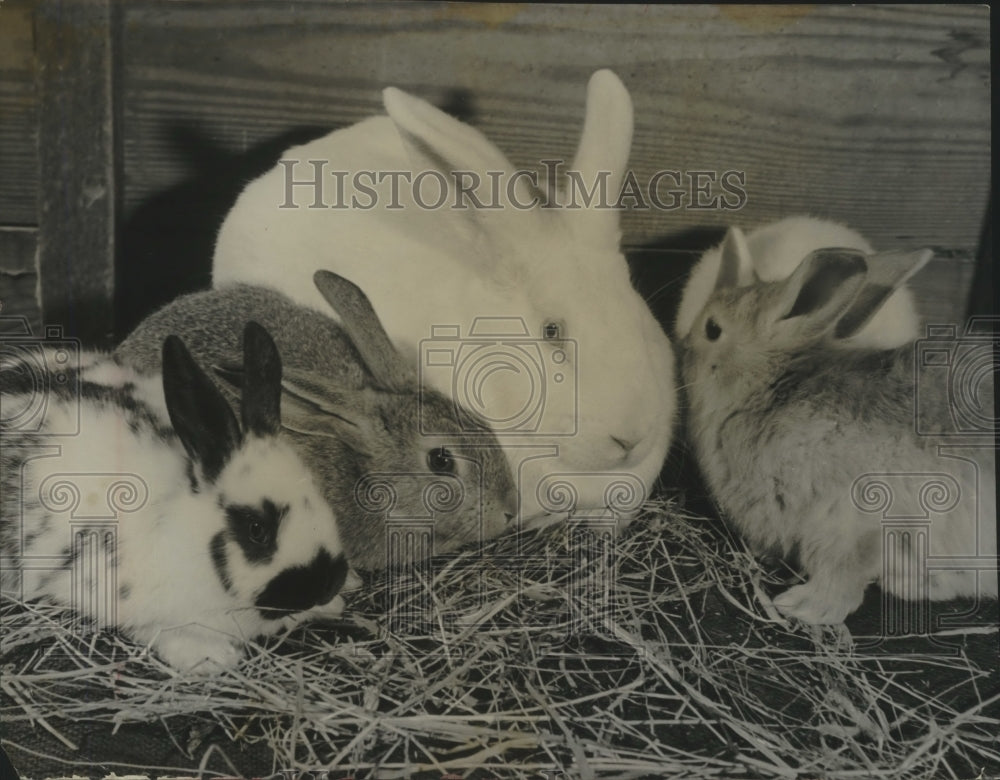 1970 Press Photo Five pet rabbits with hay in enclosure - mjx55496- Historic Images