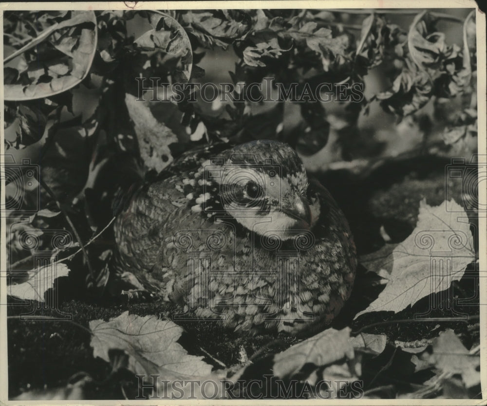 1957 Press Photo Bobwhite quail is camouflaged as it sets on the ground- Historic Images