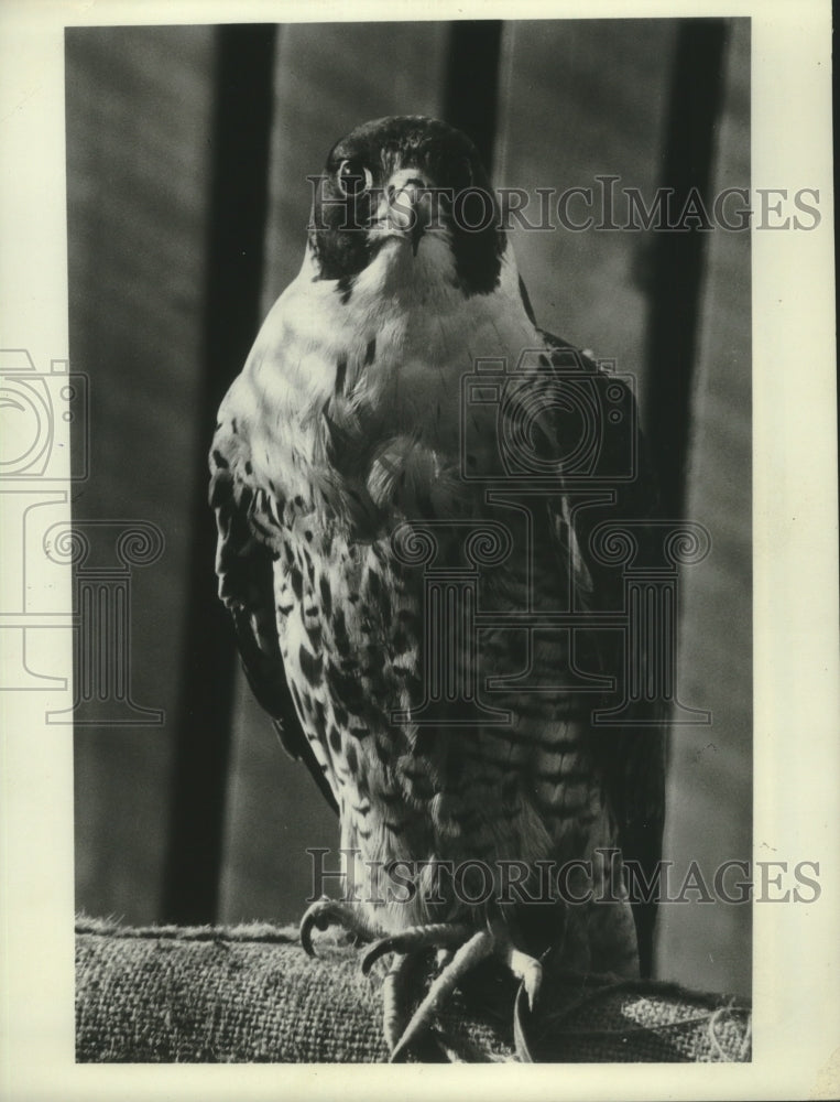 1969 Press Photo Peregrine Falcon - mjx56101- Historic Images