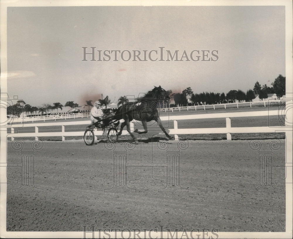 1964 Press Photo Horse-&quot;Cheer Honey&quot; on the move in harness race workout.- Historic Images