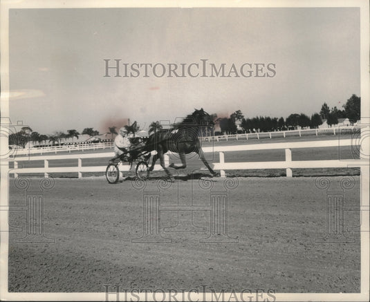 1964 Press Photo Horse-"Cheer Honey" on the move in harness race workout.- Historic Images