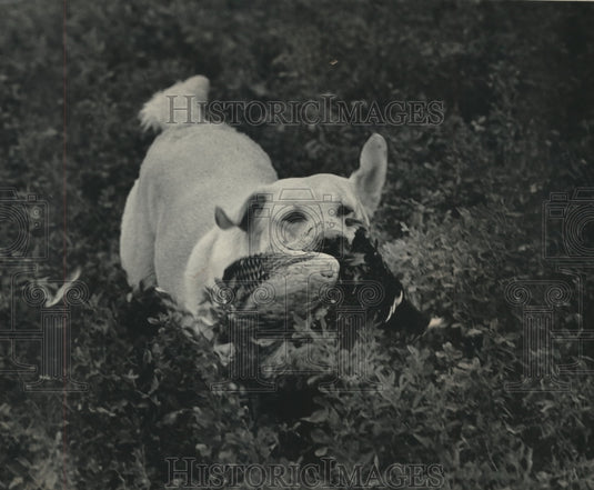 1984 Press Photo Journal Outdoor writer Jay Reed's hunting dog Thor - mjx56506- Historic Images