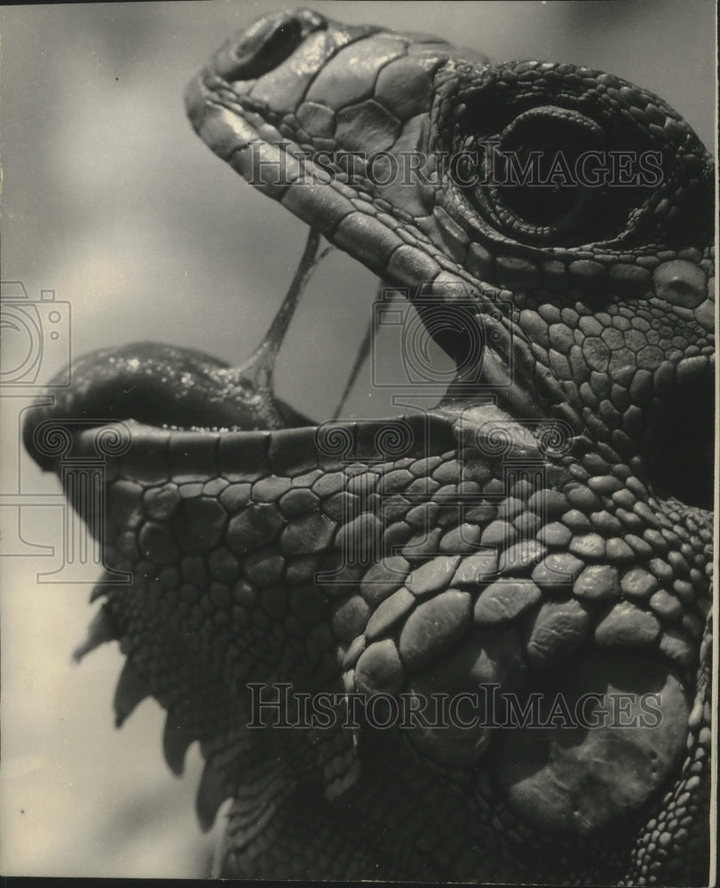 1965 Press Photo Iggy the iguana at the Miami, Florida Seaquarium. - mjx57407- Historic Images