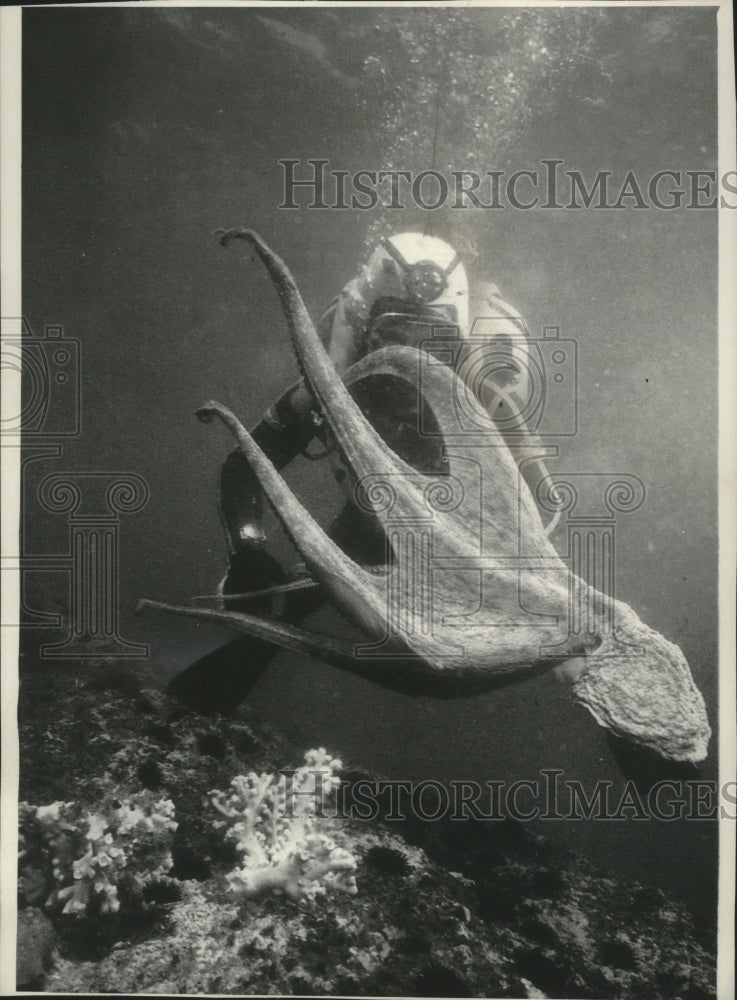 1973 Press Photo Creature of the deep sea, the Octopus and a diver - mjx57433- Historic Images