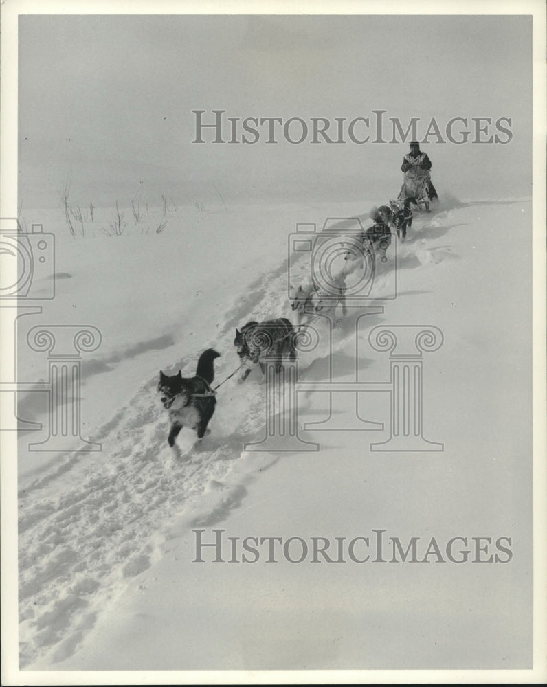 1982 Press Photo Musher puts team of huskies into final lap in Manitoba race.- Historic Images