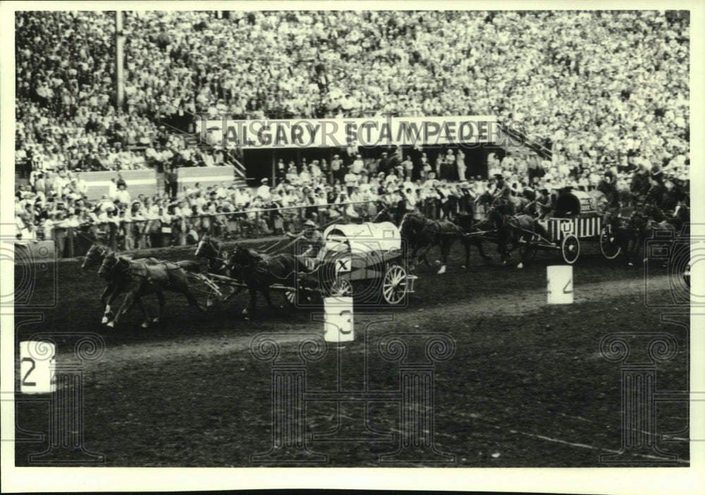 1988 Press Photo Chuckwagon races are popular at the annual Calgary Stampede- Historic Images