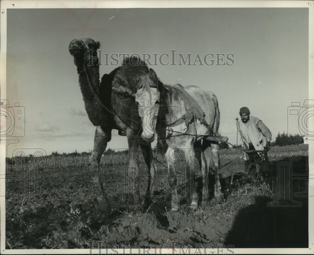 1952 Press Photo Camels and horses make mixed team in fields of French Morocco.- Historic Images