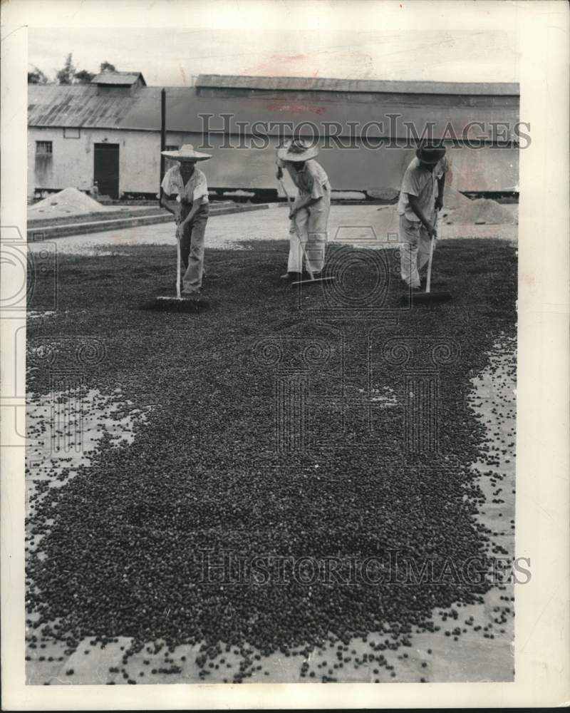 1950 Press Photo Workers in Brazil spread out coffee berries to dry in the sun- Historic Images