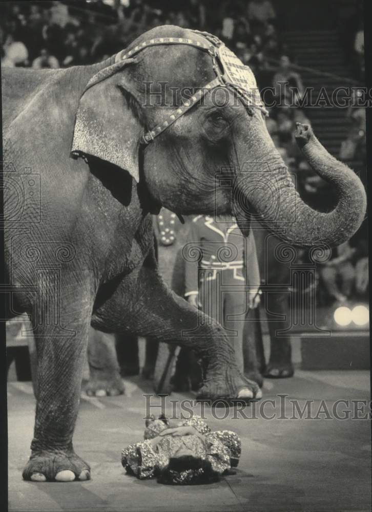 1985 Press Photo Michael Gautier&#39;s elephants stepped over circus performer.- Historic Images