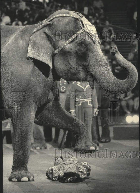 1985 Press Photo Michael Gautier's elephants stepped over circus performer.- Historic Images