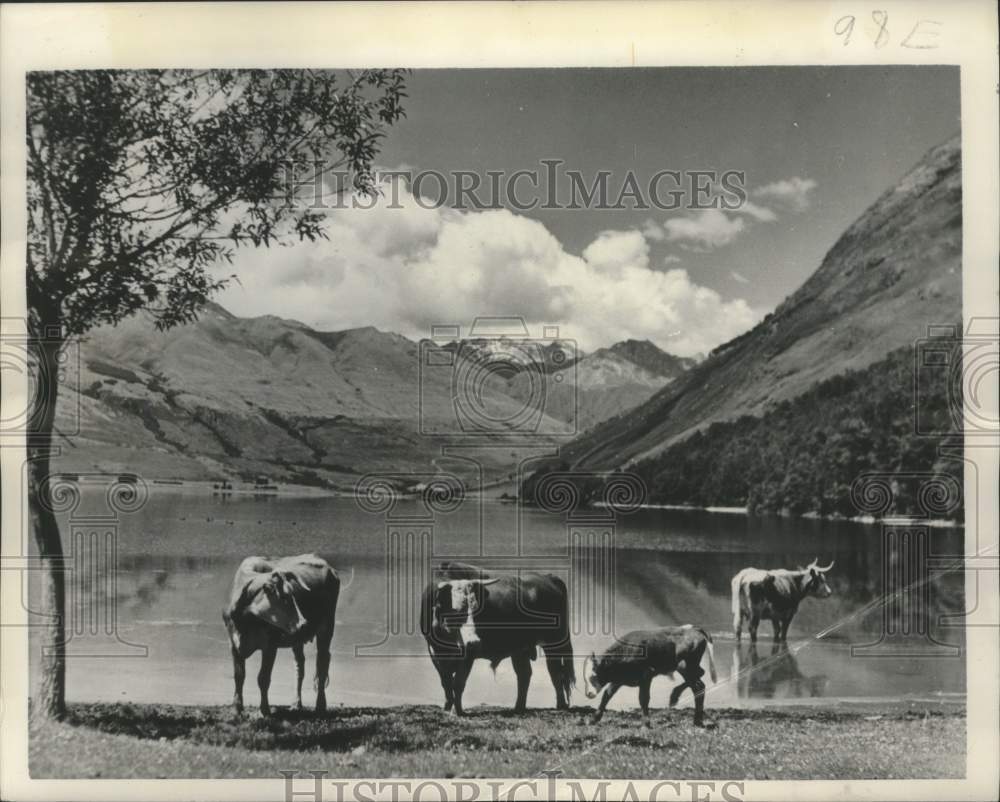 1951 Press Photo Cows at Wakatipu Lake in Paradise district of New Zealand