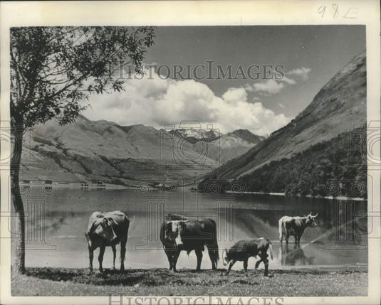 1951 Press Photo Cows at Wakatipu Lake in Paradise district of New Zealand