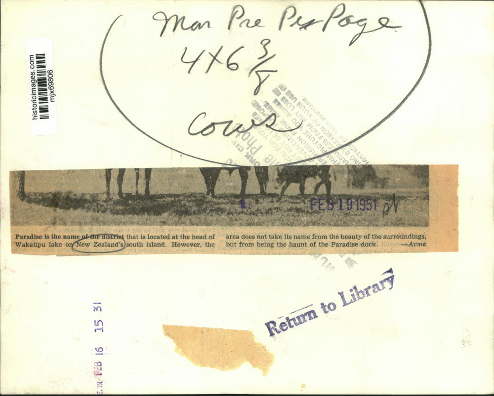 1951 Press Photo Cows at Wakatipu Lake in Paradise district of New Zealand