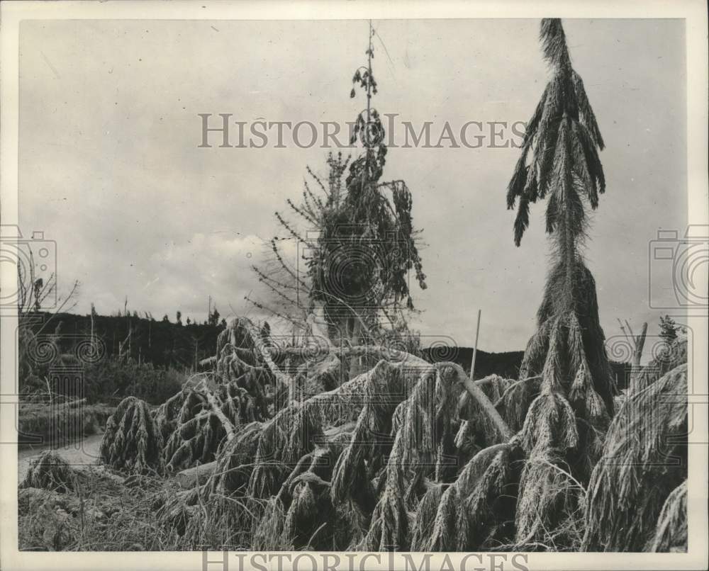 1953 Press Photo Trees covered in dust in Wairakei on New Zealand's North Island