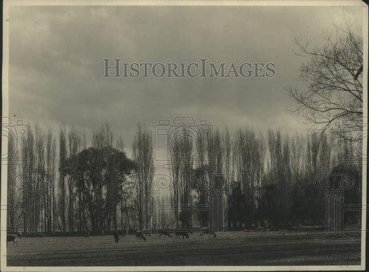1928 Press Photo A herd of cattle, grazing on a small stud ranch, New Zealand