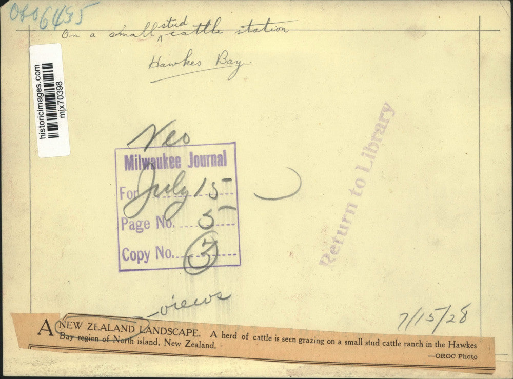 1928 Press Photo A herd of cattle, grazing on a small stud ranch, New Zealand