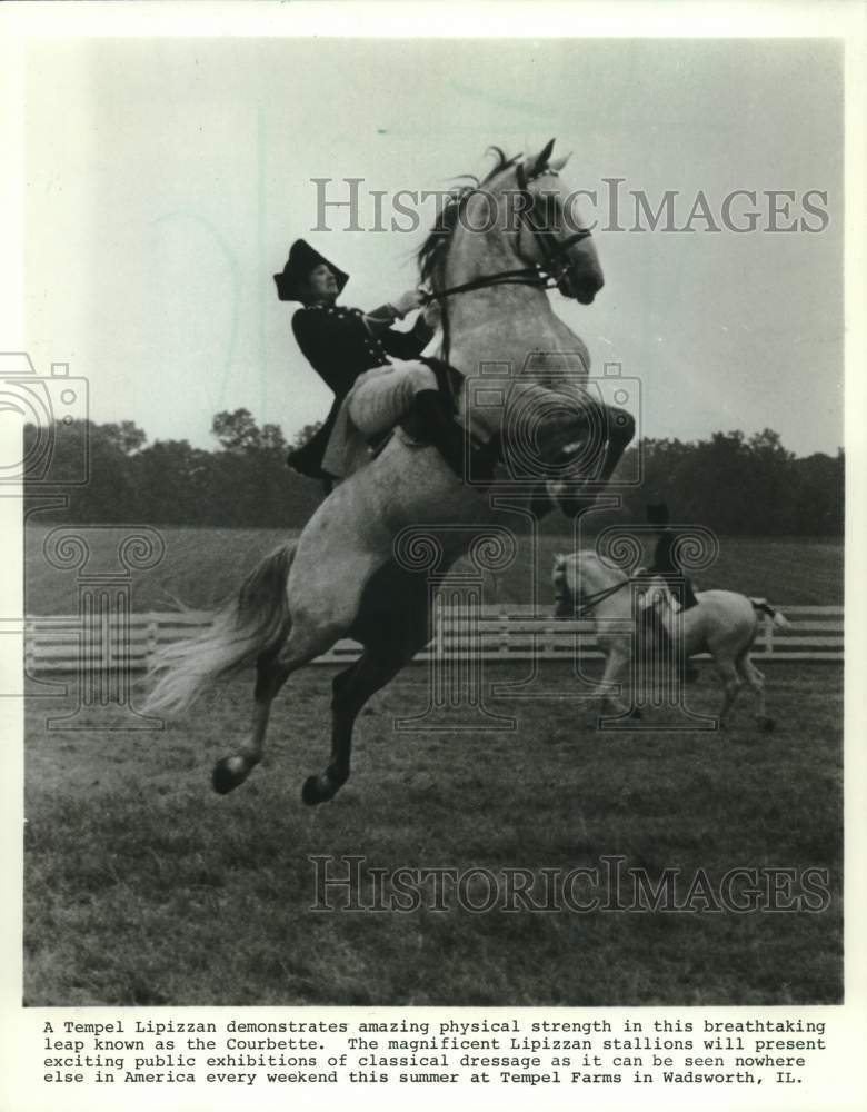 1983 Press Photo A Tempel Lipizzan Demonstrates Strength with Courbette Leap- Historic Images