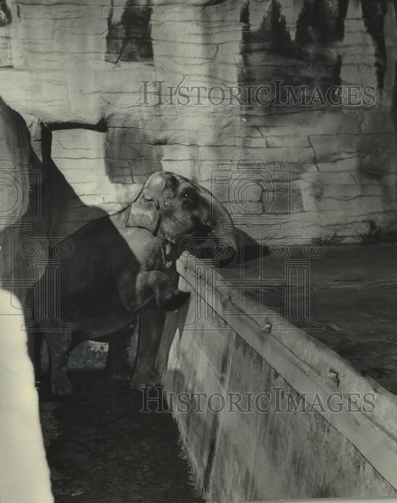 1952 Press Photo Venice, Washington Park Zoo, fell into the moat, Milwaukee