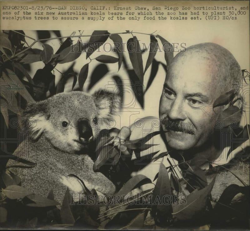 Load image into Gallery viewer, 1976 Press Photo San Diego Zoo horticulturist Ernest Chew and a new koala bear.
