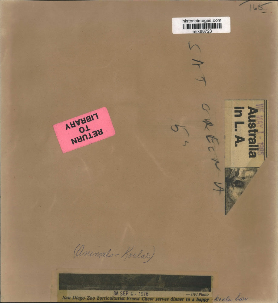 1976 Press Photo San Diego Zoo horticulturist Ernest Chew and a new koala bear.