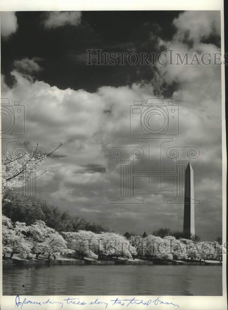 1962 Press Photo Cherry trees along Tidal Basin near Washington Monument.