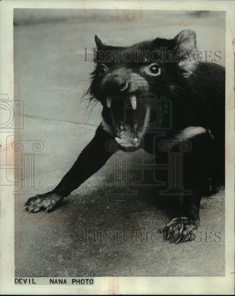 1963 Press Photo A snarling Tasmanian devil at the London, England, zoo- Historic Images