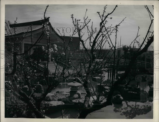 1940 Press Photo Japanese cherry trees at Worlds Fair- Historic Images