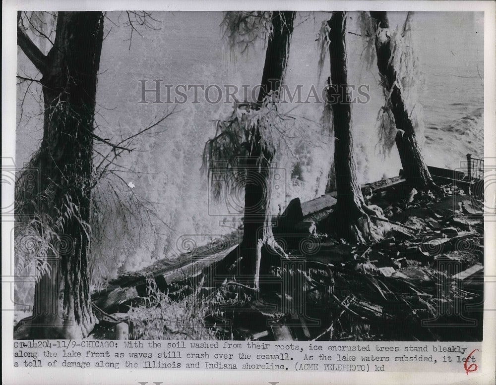 1951 Press Photo Chicago Ice Encrusted Trees Lake Michigan - nea38728