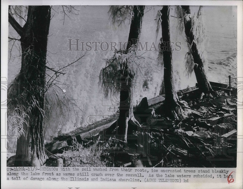 Load image into Gallery viewer, 1951 Press Photo Chicago Ice Encrusted Trees Lake Michigan - nea38728
