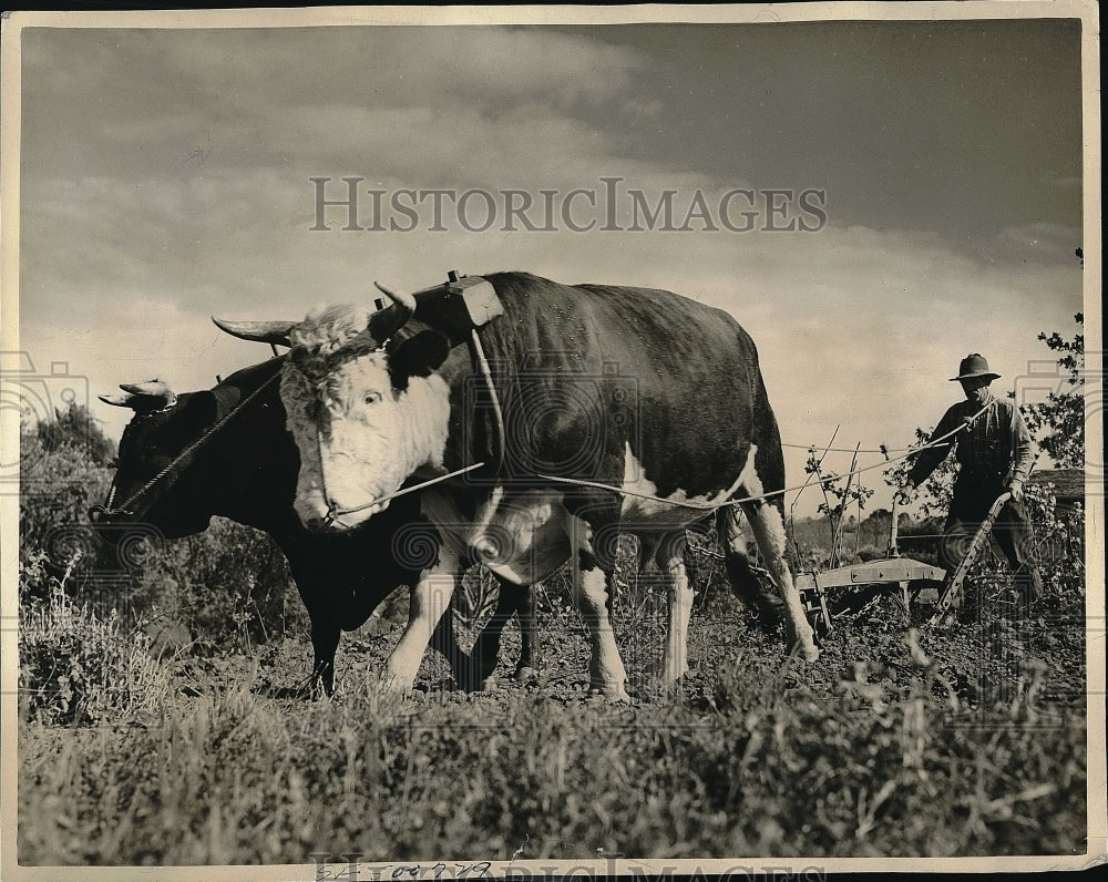 1939 Press Photo Ed Brooks, Calif. farmer &amp; his oxen team at work- Historic Images