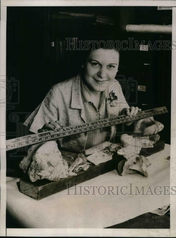 1936 Press Photo Miss Willa Stager shows off dinosaur bones- Historic Images