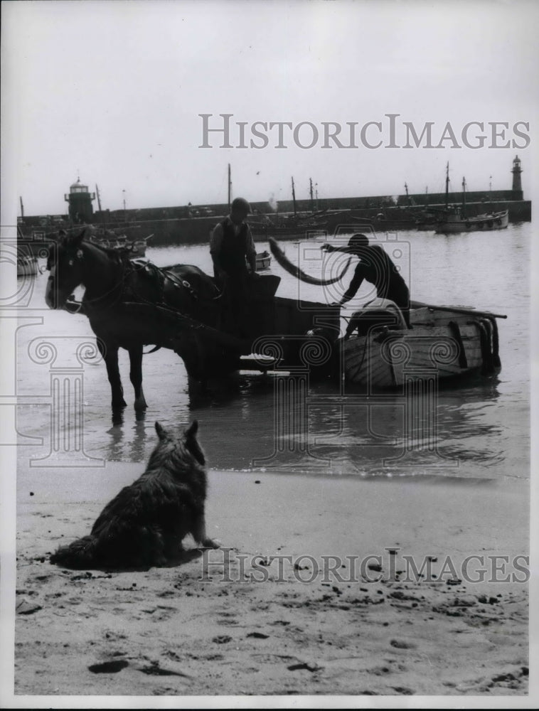 Load image into Gallery viewer, 1960 Press Photo St Ives, Cornwal, England fisherman unloads his catch
