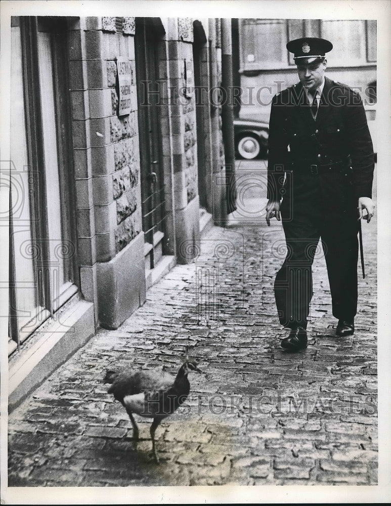 1958 Press Photo Stockholm, Sweden, a peacock escaped from the zoo