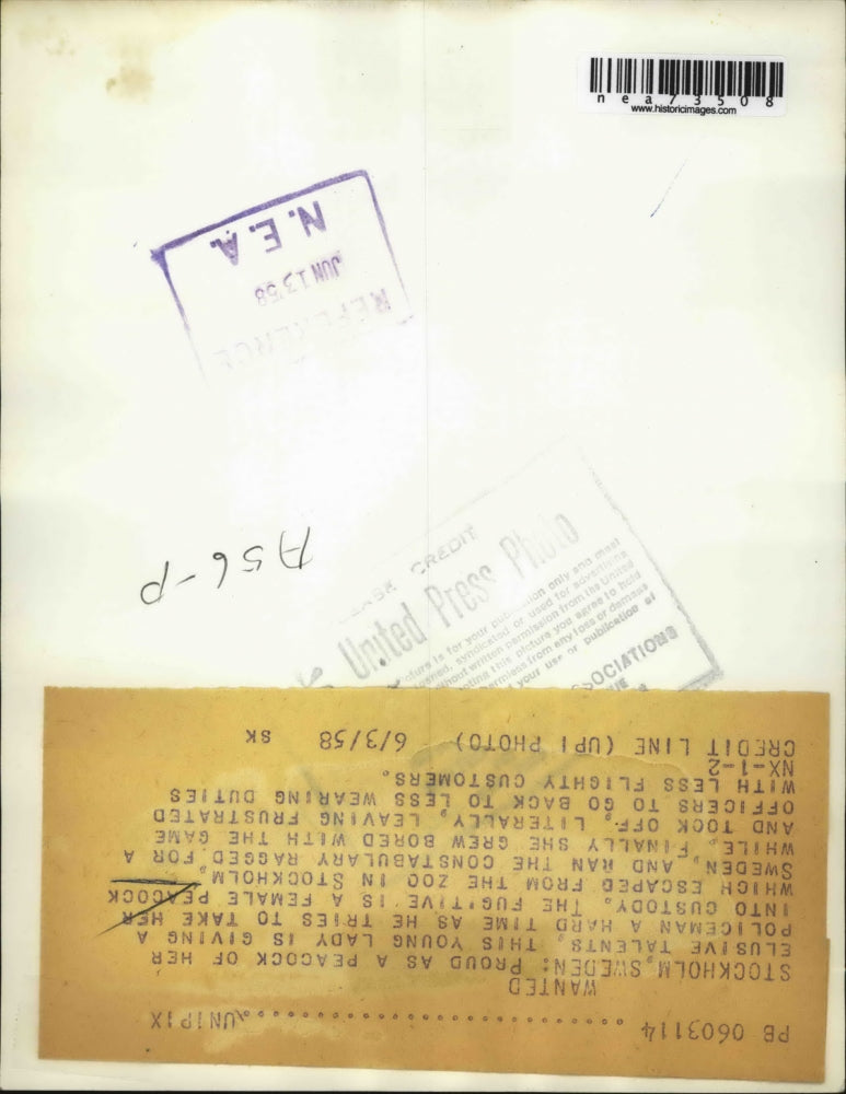 1958 Press Photo Stockholm, Sweden, a peacock escaped from the zoo