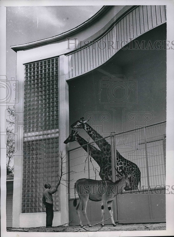 1933 Press Photo Two Giraffes at the Frankfurt Zoo- Historic Images