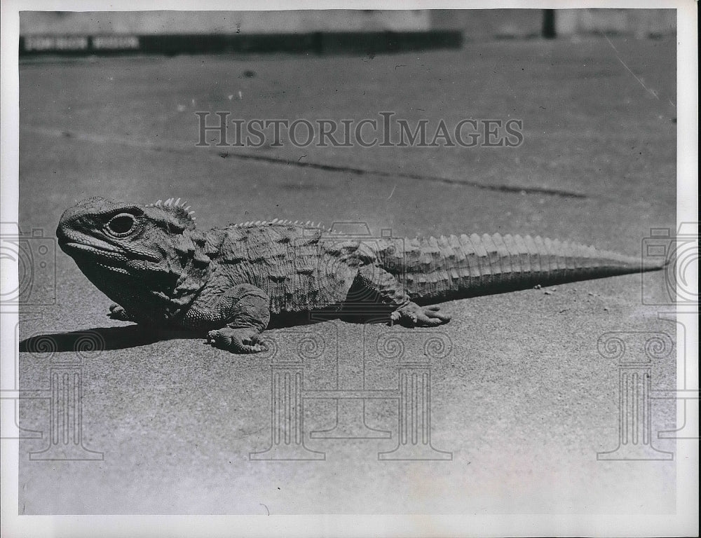 1959 Press Photo Tuatara Lizard on display- Historic Images