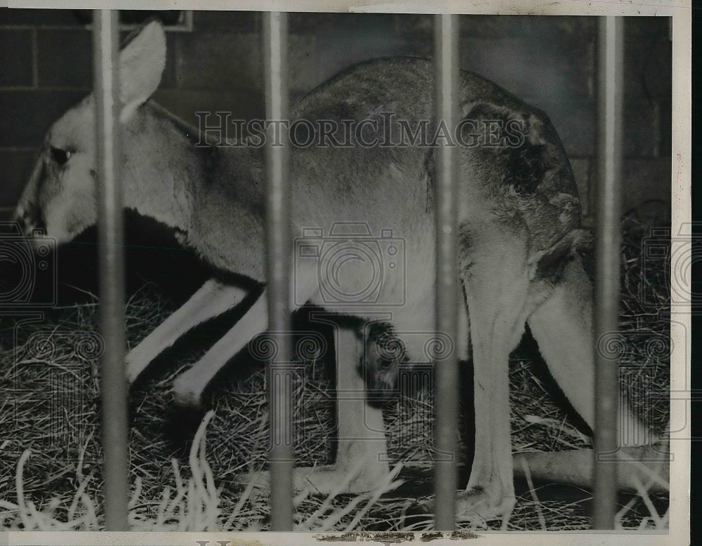 1937 Press Photo Jigger the Kangaroo had a baby at Swope Park Zoo- Historic Images