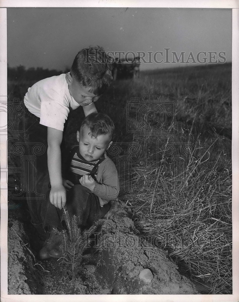 Load image into Gallery viewer, 1949 Press Photo Brothers plant Christmas trees; look forward to harvest
