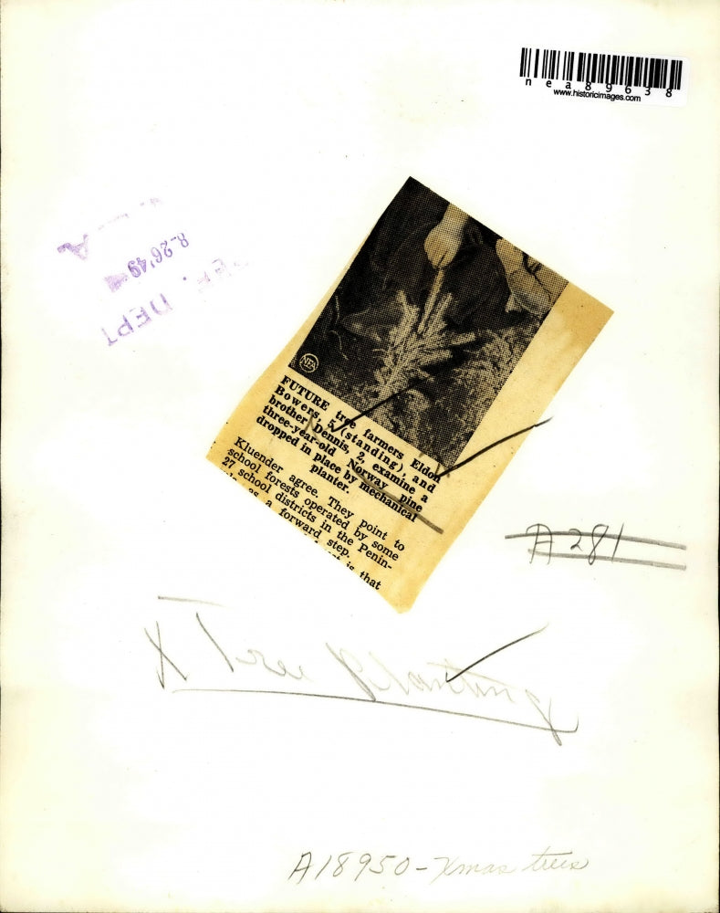 1949 Press Photo Brothers plant Christmas trees; look forward to harvest