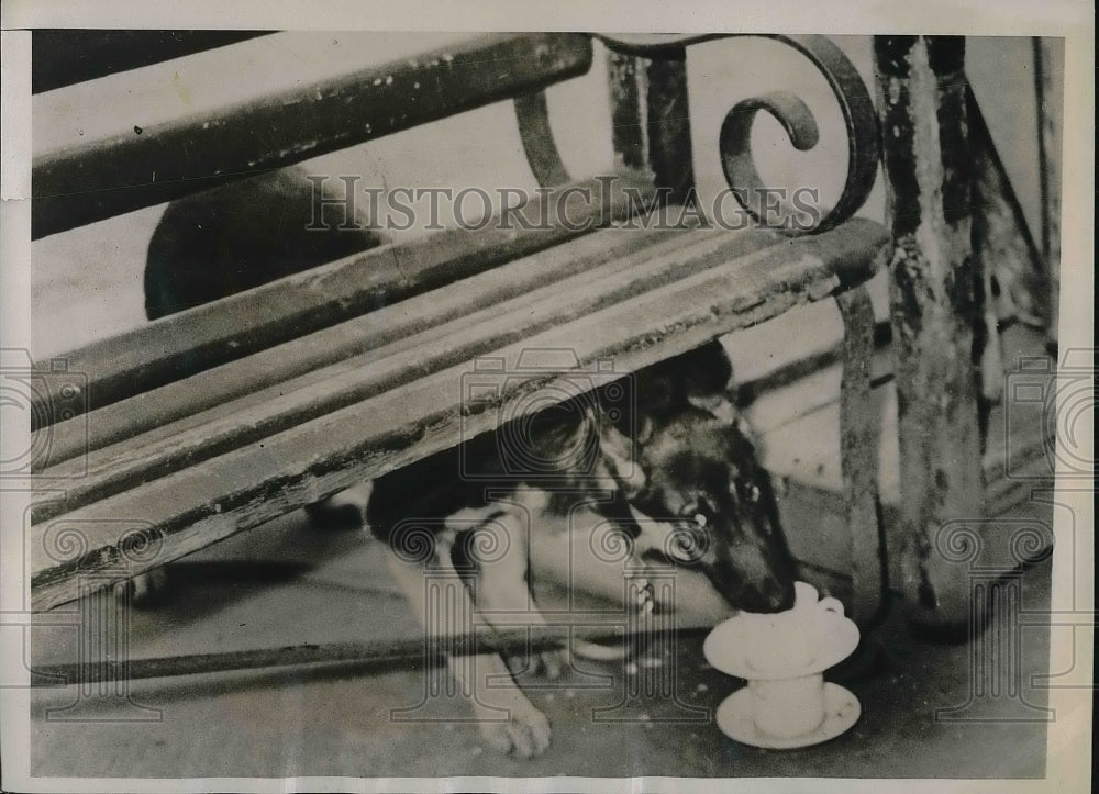 1941 Press Photo Dog at London Railway Station Drinks Tea