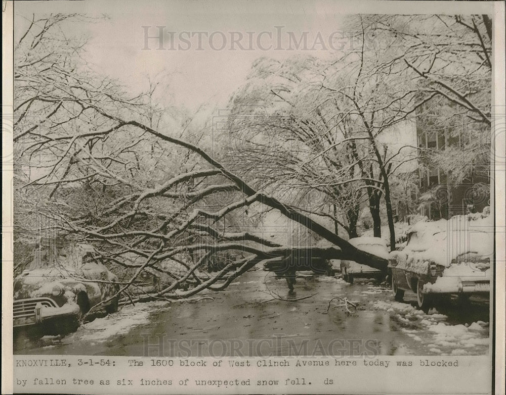 1954 Press Photo Knoxville, W clinch Ave trees down from ice &amp; 6 inches of snow- Historic Images