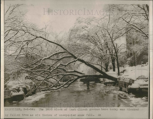 1954 Press Photo Knoxville, W clinch Ave trees down from ice & 6 inches of snow- Historic Images