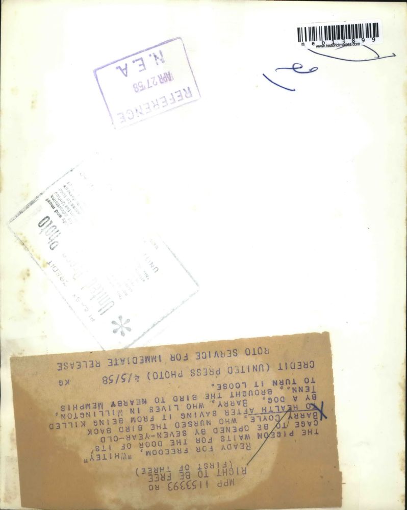 1958 Press Photo Barry Coyle Piegon