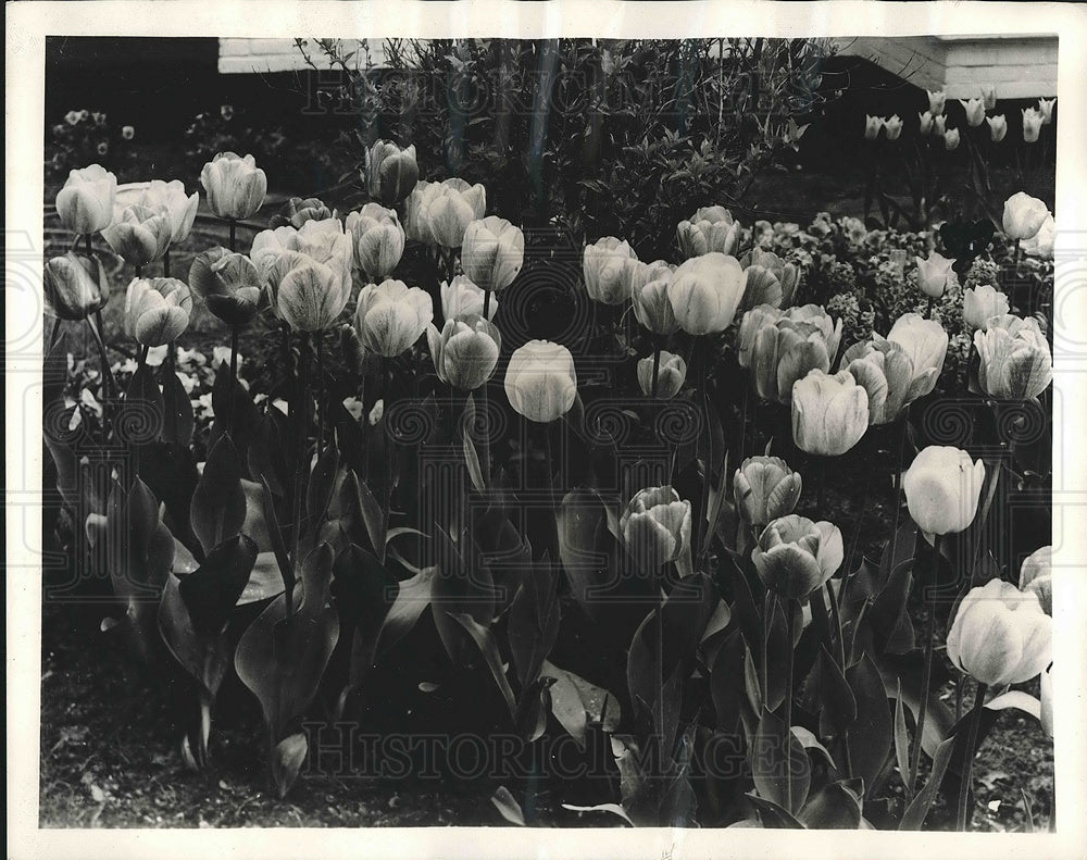 1960 Press Photo Tulips In Sunlight Bring Spring Into Any Garden In The Fall - Historic Images